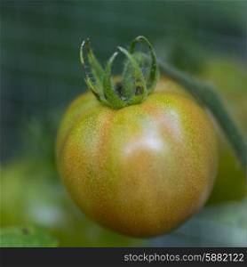 Close-up of Cherry tomatoes growing on a plant, Lake Of The Woods, Ontario, Canada