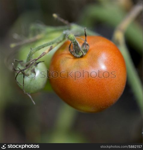 Close-up of Cherry tomatoes growing on a plant, Lake Of The Woods, Ontario, Canada