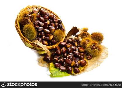 close up of chestnuts isolated on white background
