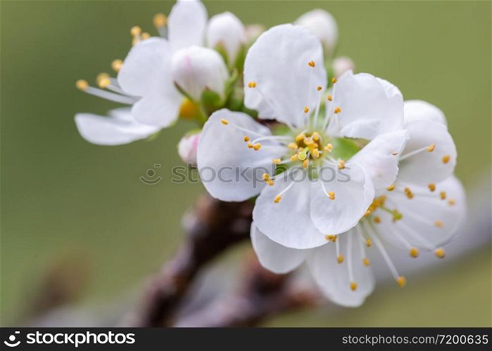 Close up of Chinese plum blooming or Japanese apricot Ume flower at Chiang Mai, Thailand.
