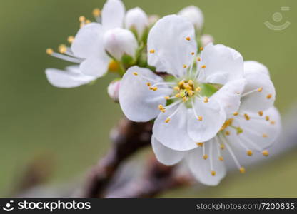 Close up of Chinese plum blooming or Japanese apricot Ume flower at Chiang Mai, Thailand.