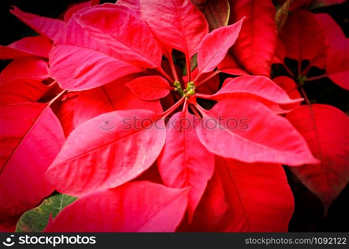 Close up of Christmas star - poinesettia red flower blooming in the garden