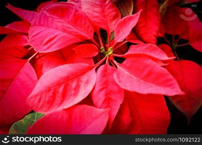 Close up of Christmas star - poinesettia red flower blooming in the garden