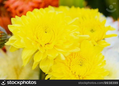 Close up of chrysanthemum flowers on nature garden background, chrysanthemum Colorful