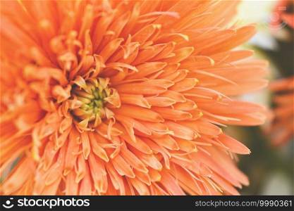 Close up of chrysanthemum flowers on nature garden background, chrysanthemum orange