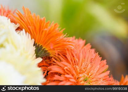 Close up of chrysanthemum flowers on nature garden background, chrysanthemum white and orange