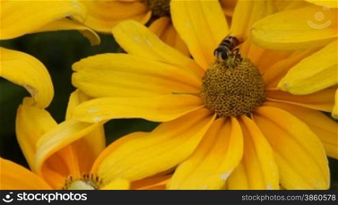 Close up of chrysanthemum with a bee