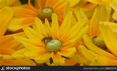 Close up of chrysanthemum with a bee