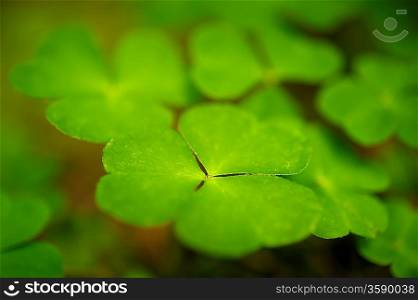 Close-up of clover leaves