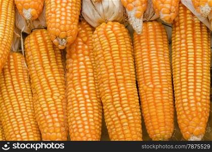 close up of cob corn, hung to dry