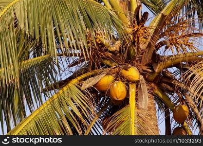Close up of Coconut Tree