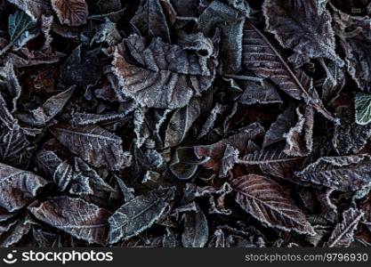 Close up of cold Winter leaves covered in frost