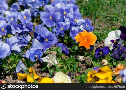 Close-up of colored pansy flowers.