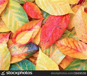 Close up of colorful autumn leaves