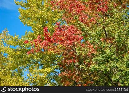 Close-up of colorful autumn leaves. Autumn leaves