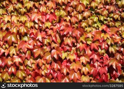 Close up of colorful autumn leaves growing on a wall.