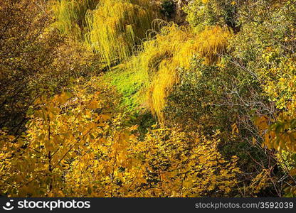 Close-up of colorful autumn trees