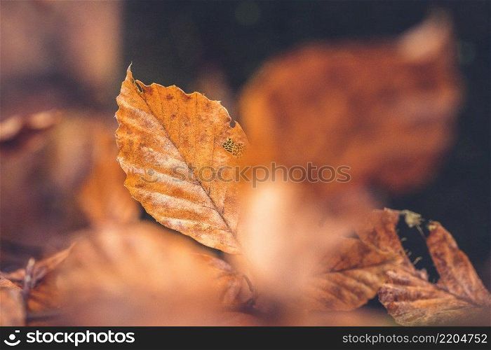 Close up of colorful beech trees in a forest at nature reserve in autumn, Netherlands. Beautifully colored Beech leaves on a twig with atmospheric details of decay and the autumn season