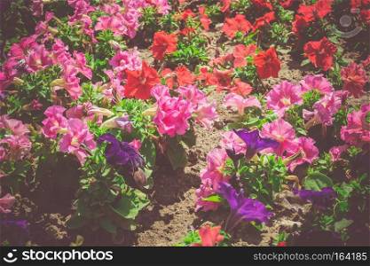 Close up of colorful blooming petunia flowers, retro colors background.