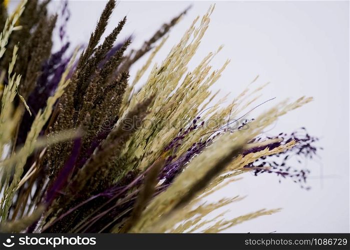 CLOSE UP OF Colorful Dried Ear Of Rice and dried plants for home decoration