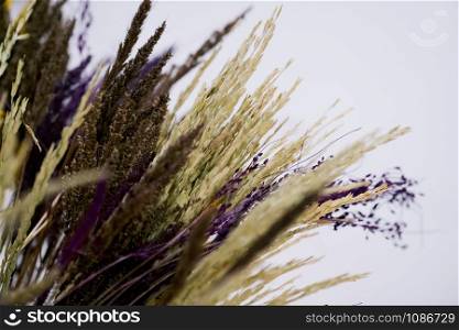 CLOSE UP OF Colorful Dried Ear Of Rice and dried plants for home decoration