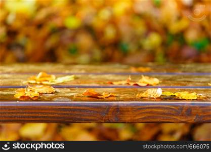 Close up of colorful gold orange yellow leaves on bench in park. Autumn leaves foliage on park bench