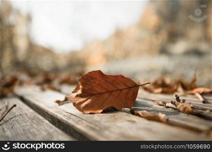 Close up of colorful leaf lying on a park bank. Autumn time, text space