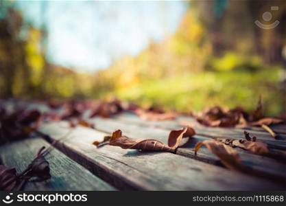 Close up of colorful leaf lying on a park bank. Autumn time, text space