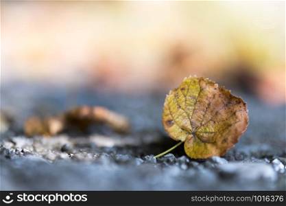 Close up of colorful leaf lying on the floor. Autumn time.