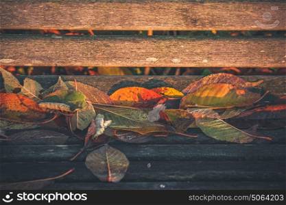 Close-up of colorful leaves in autumn colors on a park bench made of wood in the fall
