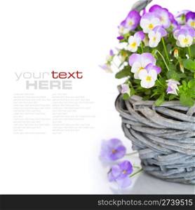 close-up of colourful viola flowers in a basket with sample text