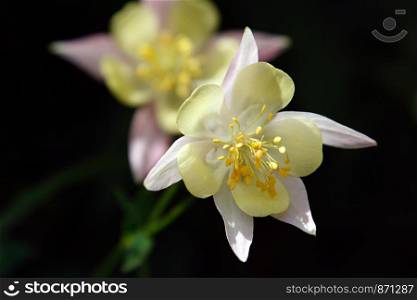 Close-up of columbine flower in a summer garden