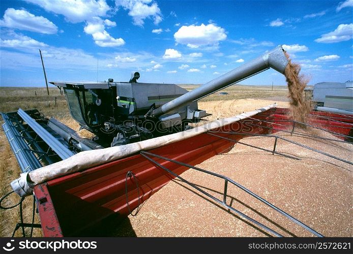 Close-up of Combine loading harvested wheat into truck. Cheyenne, WY