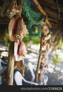 Close-up of conch shells hanging on a wooden pole, Providencia, Providencia y Santa Catalina, San Andres y Providencia Department, Colombia