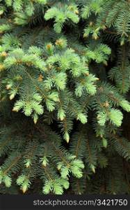 close-up of coniferous tree background