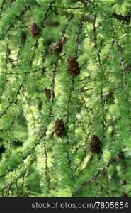 close-up of coniferous tree branch with cones