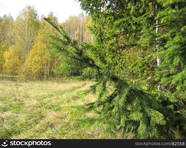 Close-up of coniferous tree branches in autumn landscape