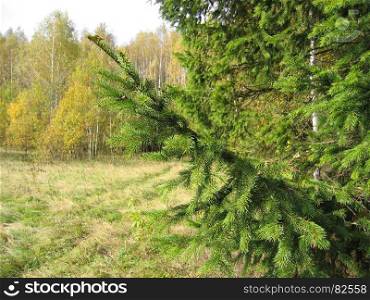 Close-up of coniferous tree branches in autumn landscape