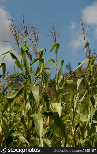 Close-up of corn crop in a field, Thailand