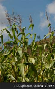 Close-up of corn crop in a field, Thailand