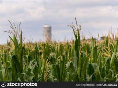 Close up of corn flowers and seeds on crop with farm silo in distance