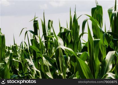 Close-up of corn leaves against white sky.