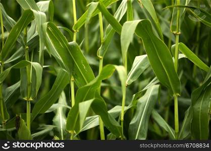 Close-up of corn stalks in a field