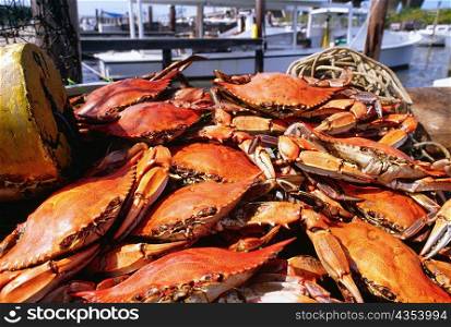 Close-up of crabs, Annapolis, Maryland, USA