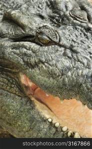 Close up of crocodile with open mouth, Australia.