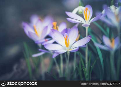 Close up of crocuses flowers, outdoor springtime nature