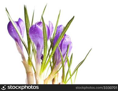 Close-up of Croscus Flowers on White Background