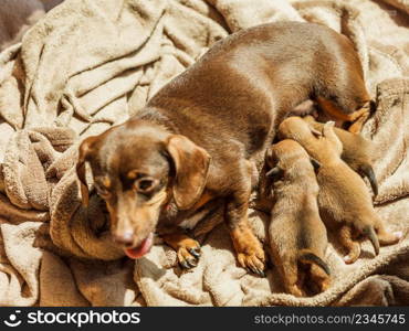 Close up of cute, adorable little dachshund puppies dogs newborns lying next to mother feeding them.. Little dachshund mom feeding puppies newborns