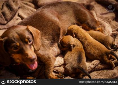 Close up of cute, adorable little dachshund puppies dogs newborns lying next to mother feeding them.. Little dachshund mom feeding puppies newborns
