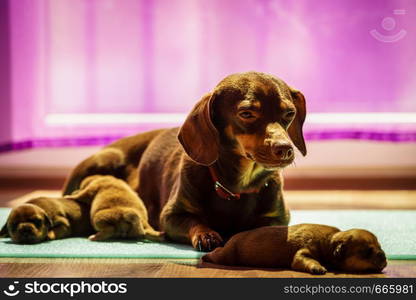 Close up of cute, adorable little dachshund puppies dogs newborns lying next to mother feeding them.. Little dachshund mom feeding puppies newborns